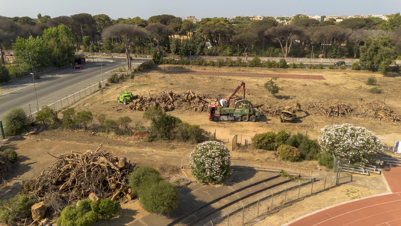 La moria dei pini a Ostia e il clima globale: perch� guardiamo il dito e non la Luna?
